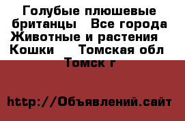 Голубые плюшевые британцы - Все города Животные и растения » Кошки   . Томская обл.,Томск г.